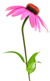 Echinacea Herb Flower