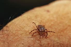 CDC - Scabies - Treatment