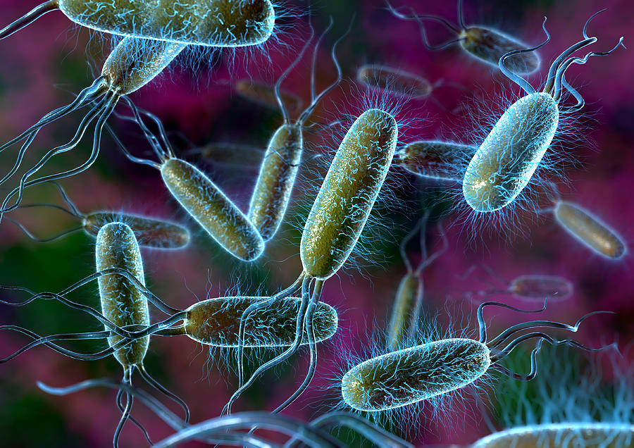 How does bacteria cause disease?