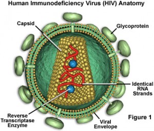 Human Immunodeficiency Virus (HIV) Structure Diagram