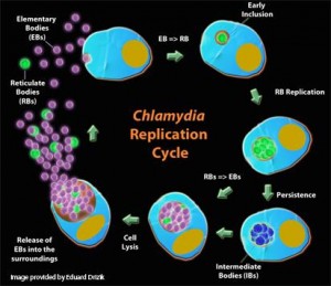 Chlamydia_Developmental_Cycle