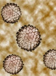 Genital Warts Pictures 1 - Herpes & Coldsores Support Network human papilloma virus