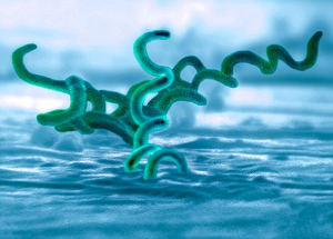 Corkscrew-like Syphilis bacteria