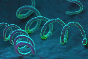 syphilis bacteria shown up close