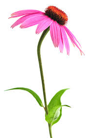 Herpes Information 4 - Herpes & Coldsores Support Network Echinacea Herb Flower