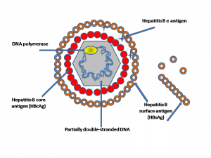 hepatitis-b-diagram-virus