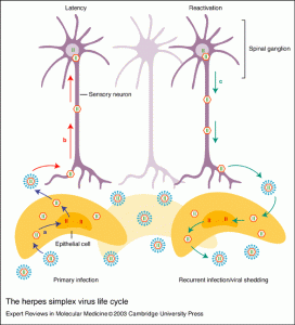 herpes_life cycle