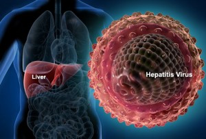liver_and_hepatitis_virus