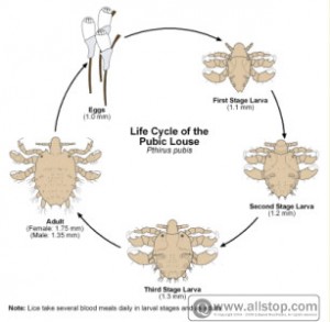 pubic-lice-diagram