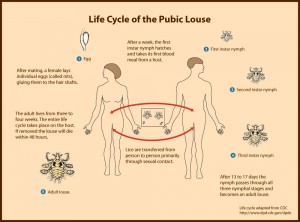 pubic-louse-lifecycle