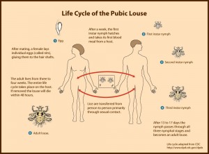 pubic-louse-lifecycle