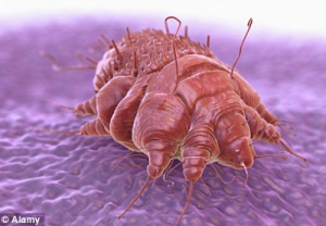 Graphic view of the Scabies mite