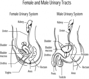 Cystitis in men and women