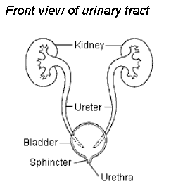 UTI diagram