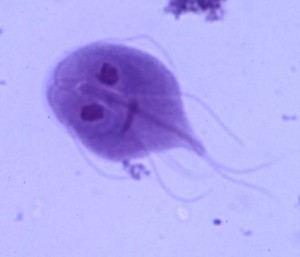 Giardia flagellate protozoa cause disease