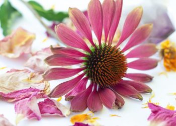 Safety Information on Echinacea Herb for Herpes