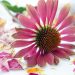 Safety Information on Echinacea Herb for Herpes 5 - Herpes & Coldsores Support Network Safety Information on Echinacea Herb for Herpes